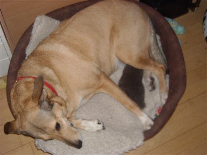 Blanding af racer Coco billede 13