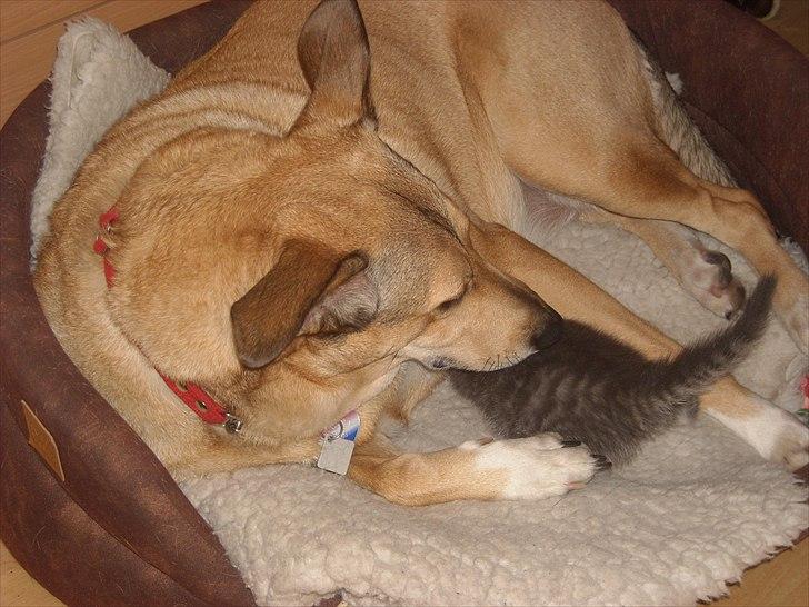 Blanding af racer Coco billede 14