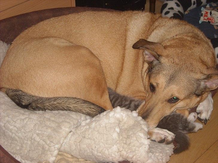 Blanding af racer Coco billede 15