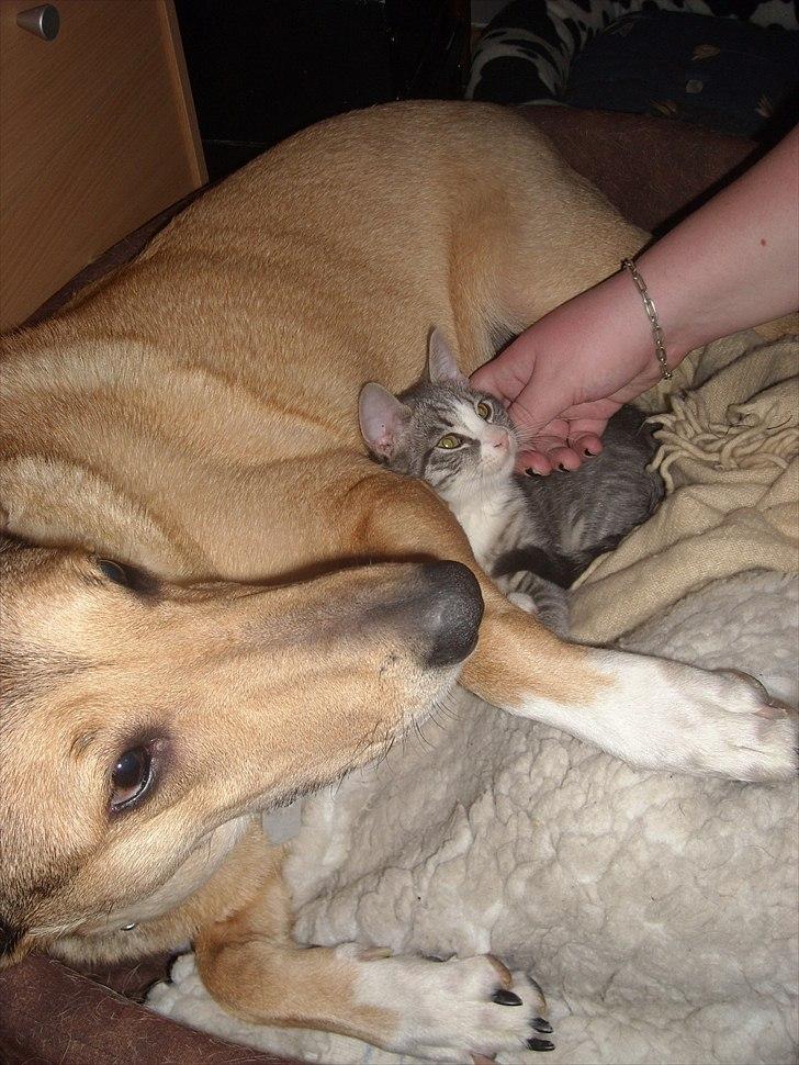 Blanding af racer Coco billede 16