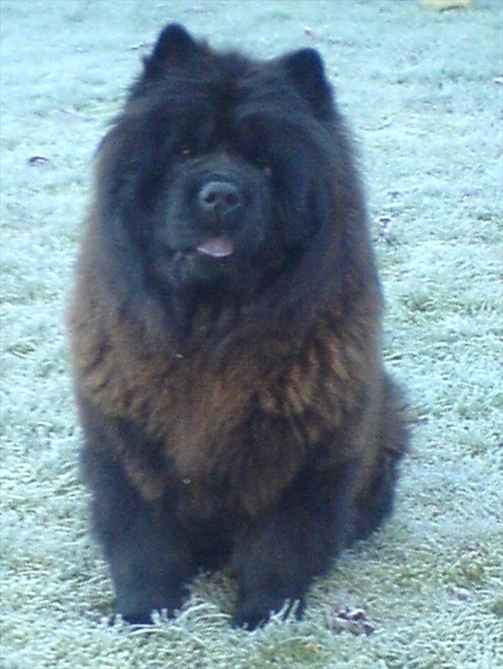 Chow chow Mandie billede 1