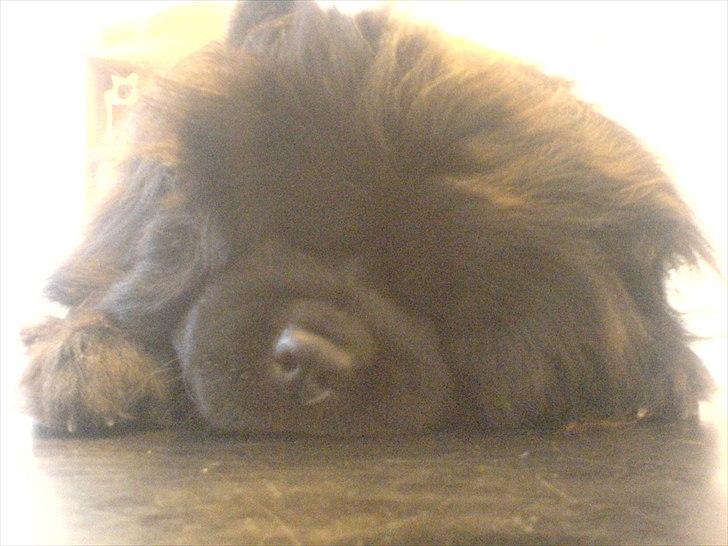 Chow chow Mandie billede 2