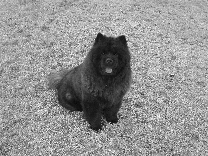 Chow chow Mandie billede 3