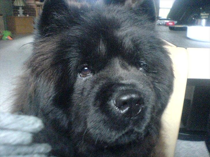 Chow chow Mandie billede 4