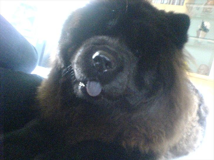 Chow chow Mandie billede 5
