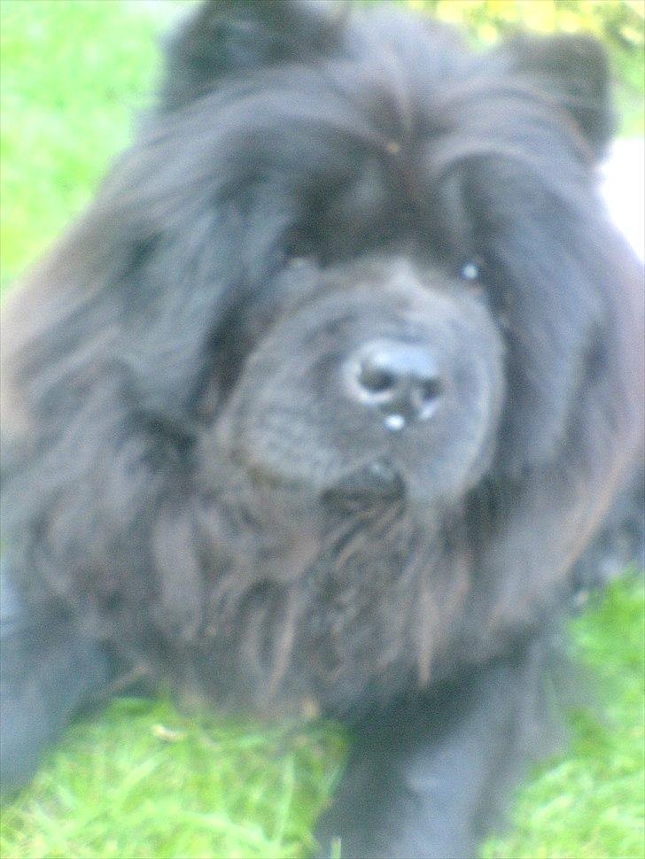 Chow chow Mandie billede 6