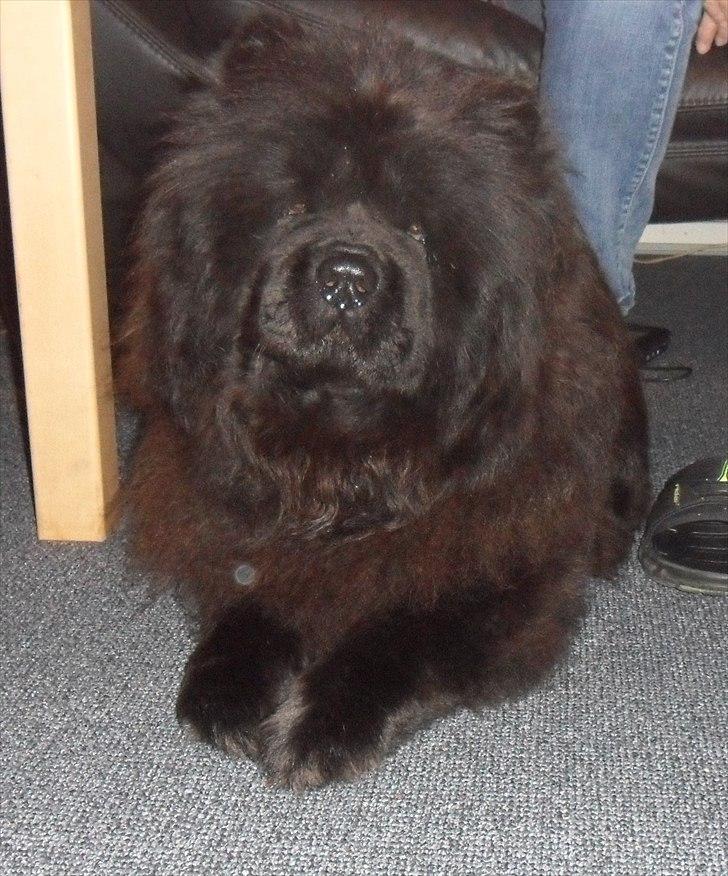 Chow chow Mandie billede 7