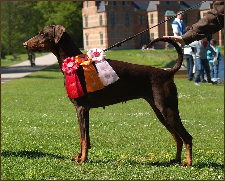 Dobermann Serbian Star V Masterhof billede 15