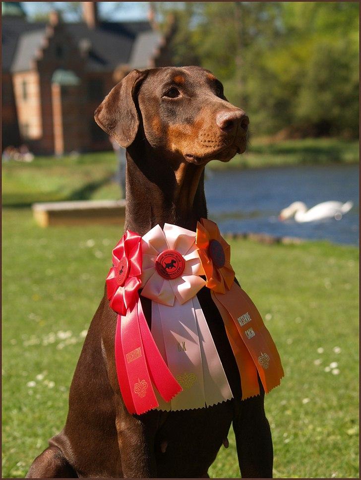 Dobermann Serbian Star V Masterhof billede 16