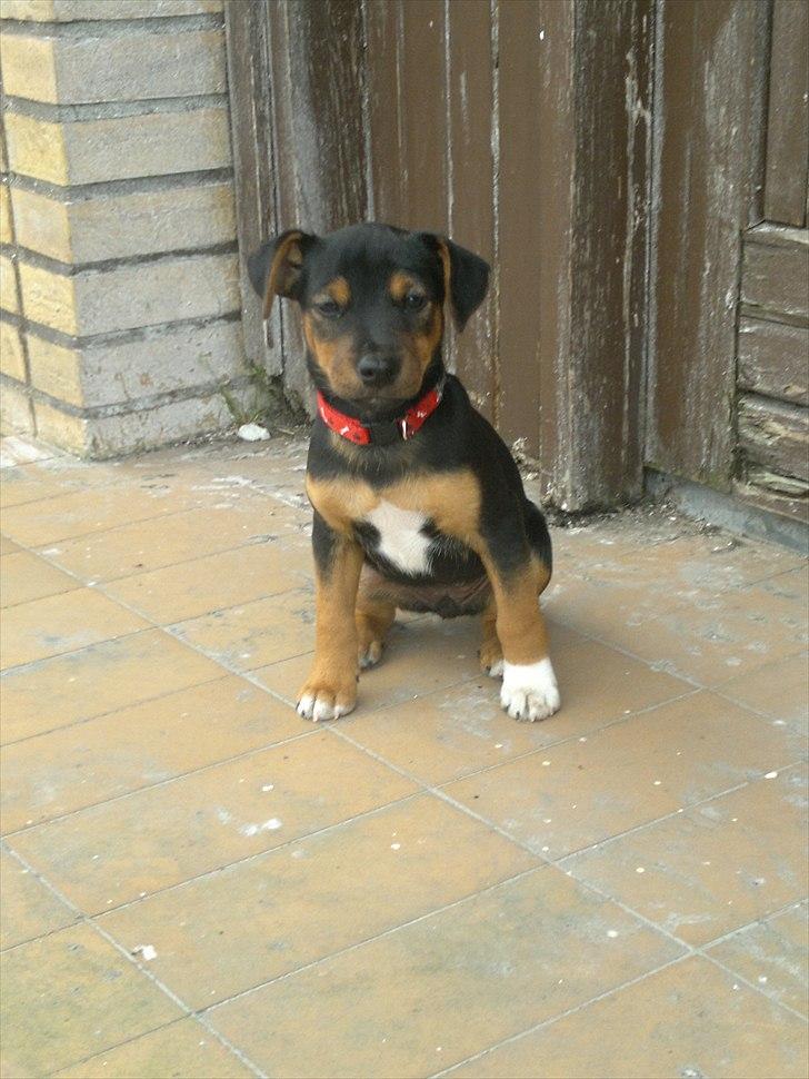 Blanding af racer Sascha billede 1