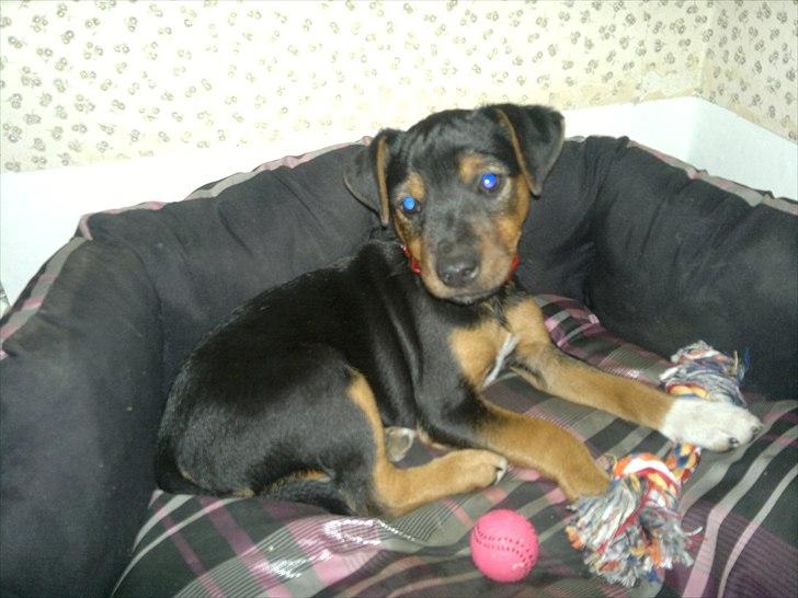 Blanding af racer Sascha billede 2