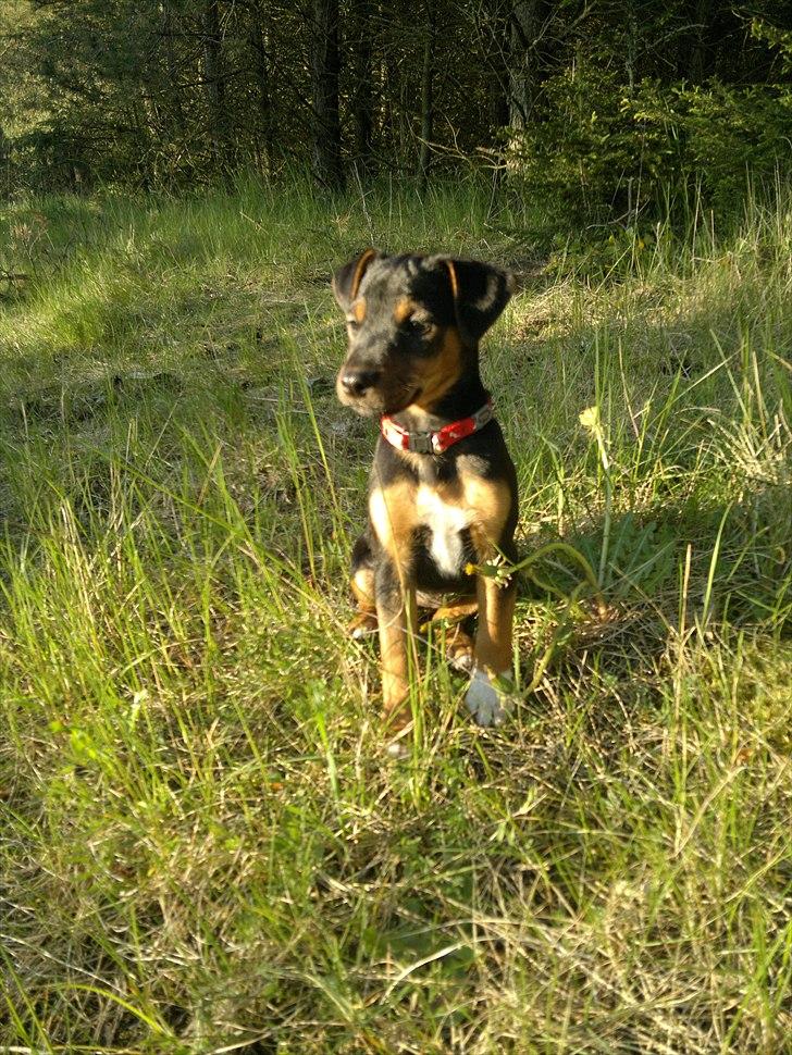 Blanding af racer Sascha billede 3