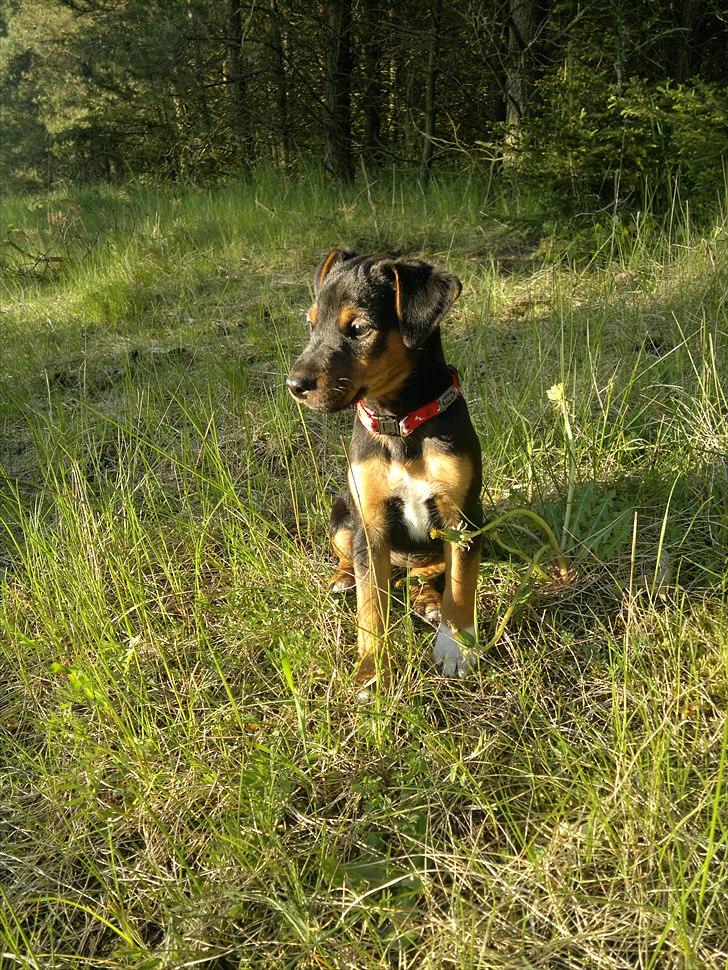 Blanding af racer Sascha billede 4