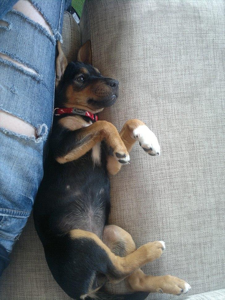 Blanding af racer Sascha billede 5