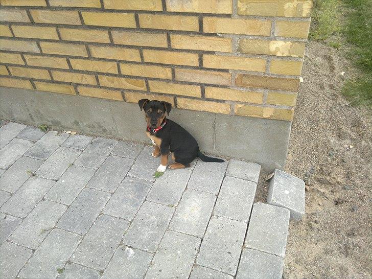 Blanding af racer Sascha billede 6