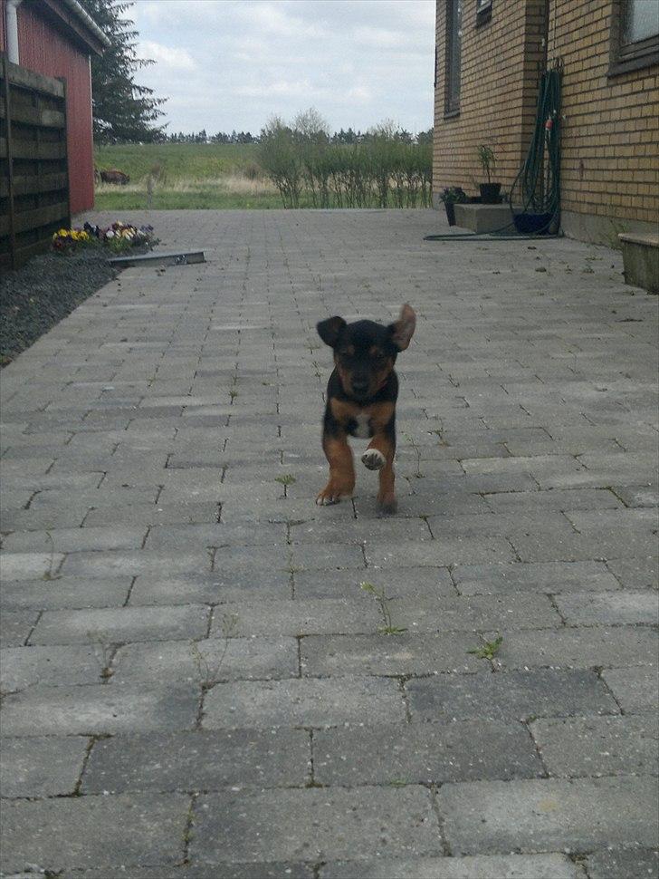 Blanding af racer Sascha billede 7