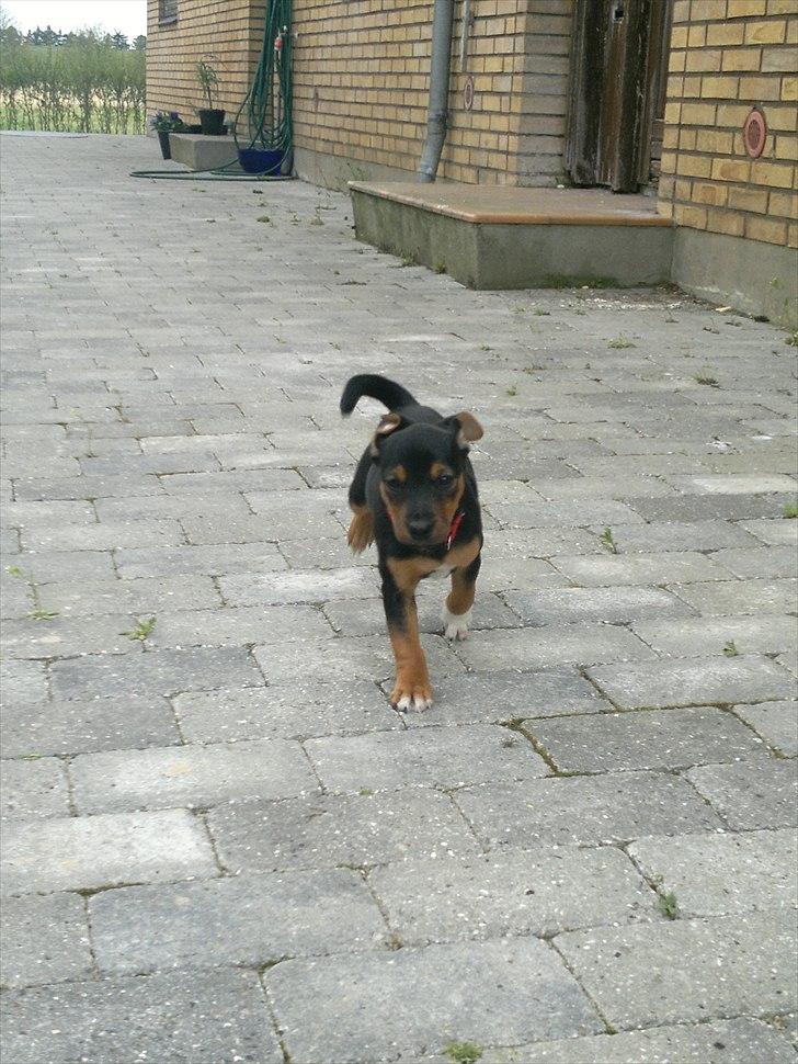 Blanding af racer Sascha billede 8