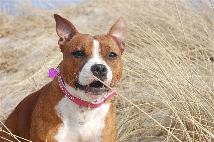 Staffordshire bull terrier Staff Royals  Get Lucky( Mika) billede 5