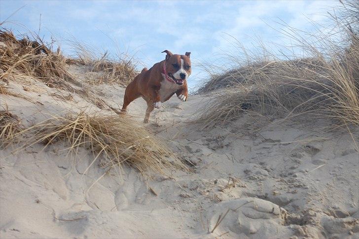 Staffordshire bull terrier Staff Royals  Get Lucky( Mika) billede 3