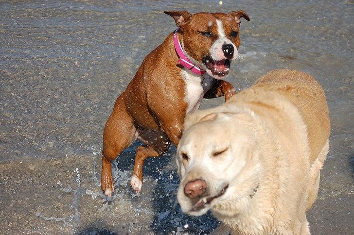 Staffordshire bull terrier Staff Royals  Get Lucky( Mika) billede 4