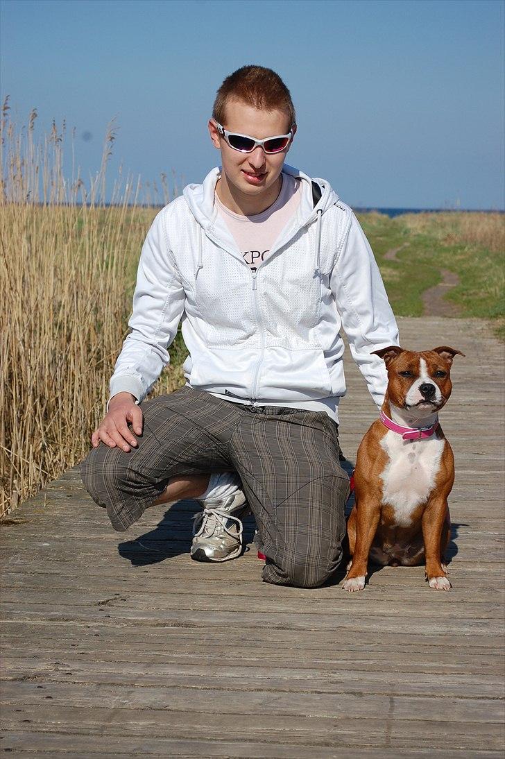 Staffordshire bull terrier Staff Royals  Get Lucky( Mika) billede 6