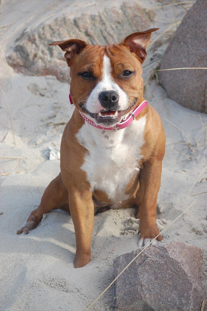 Staffordshire bull terrier Staff Royals  Get Lucky( Mika) billede 7
