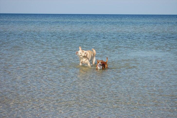 Staffordshire bull terrier Staff Royals  Get Lucky( Mika) billede 8