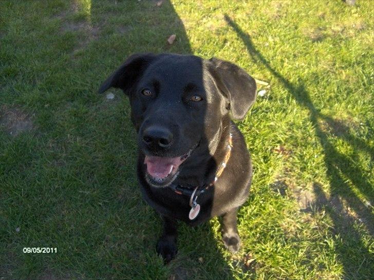 Labrador retriever molly billede 8