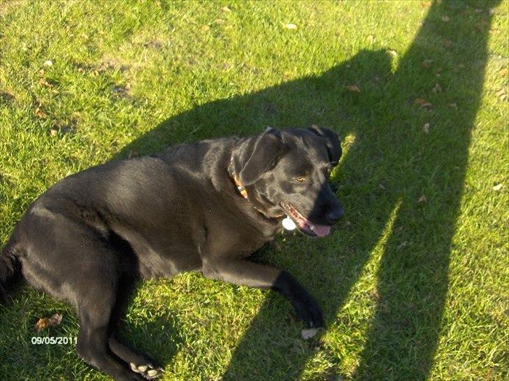 Labrador retriever molly billede 9