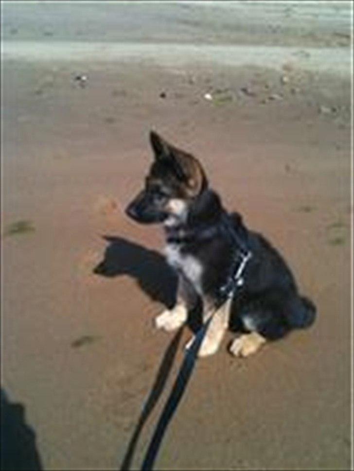 Schæferhund Kento billede 8