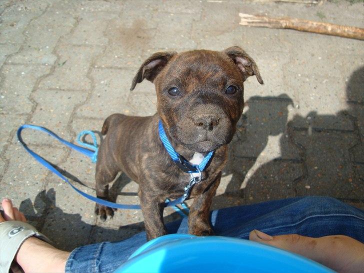 Staffordshire bull terrier Belila's Buddy - Jeg har altså ikke gravet hullet i haven mor billede 5