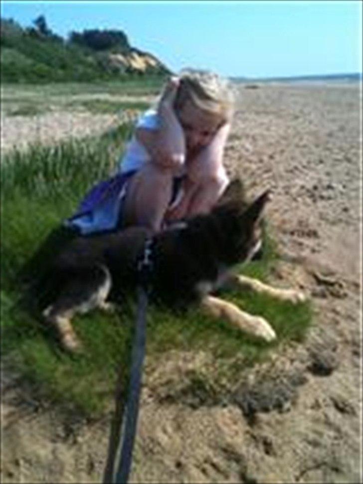 Schæferhund Kento billede 9