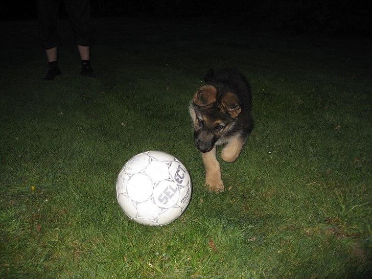 Schæferhund Kento billede 10