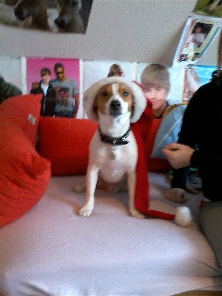 Dansk svensk gaardhund Max billede 8