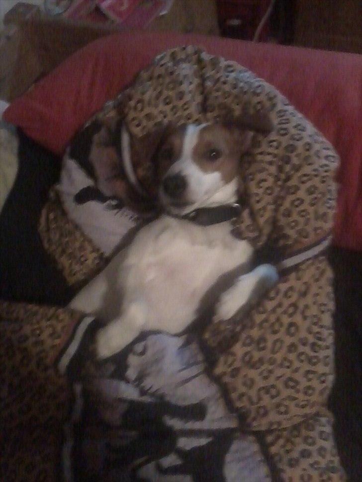 Dansk svensk gaardhund Max billede 9