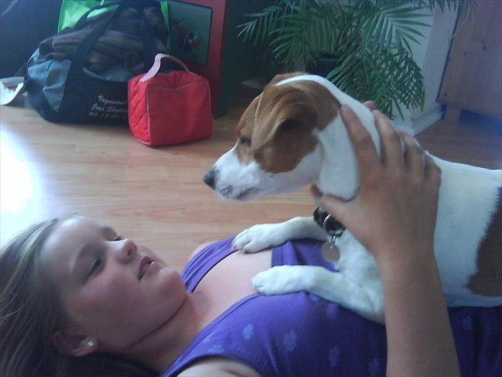 Dansk svensk gaardhund Max billede 10