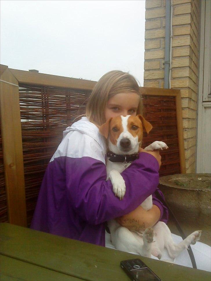 Dansk svensk gaardhund Max - På pizzaria
 billede 11