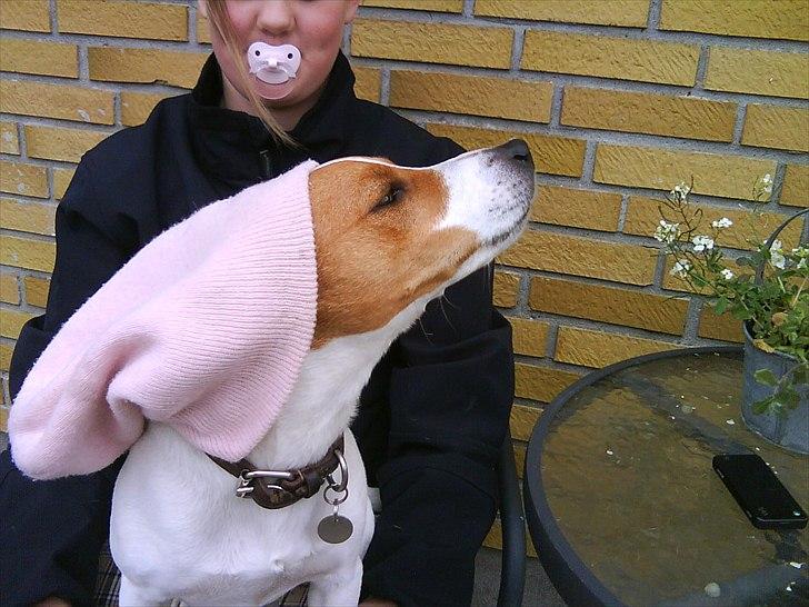 Dansk svensk gaardhund Max - Velkommen til Max´s profil!:* billede 1