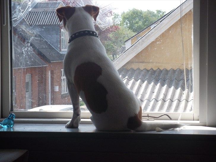 Dansk svensk gaardhund Max - Max sidder i vinduet:D billede 12