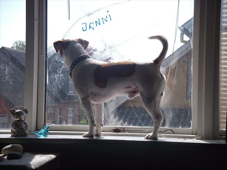 Dansk svensk gaardhund Max billede 13