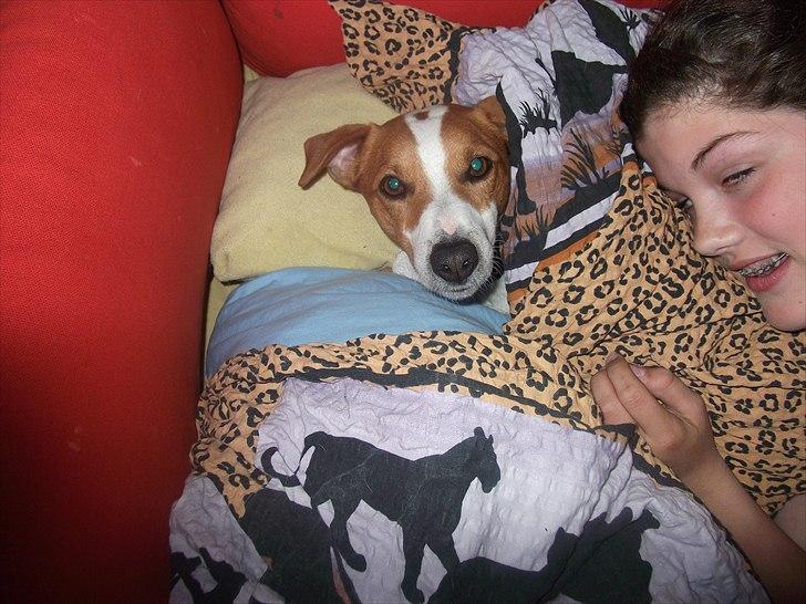 Dansk svensk gaardhund Max billede 14