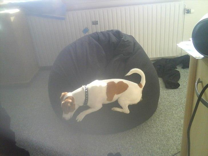 Dansk svensk gaardhund Max billede 15