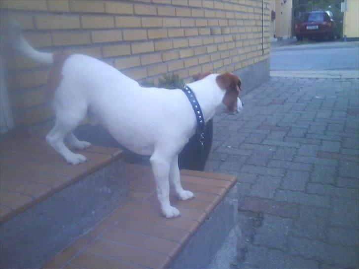 Dansk svensk gaardhund Max billede 16