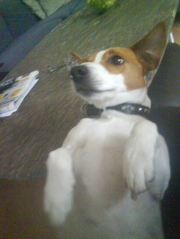 Dansk svensk gaardhund Max - Tak for kigget!:D
-Knus Max billede 20