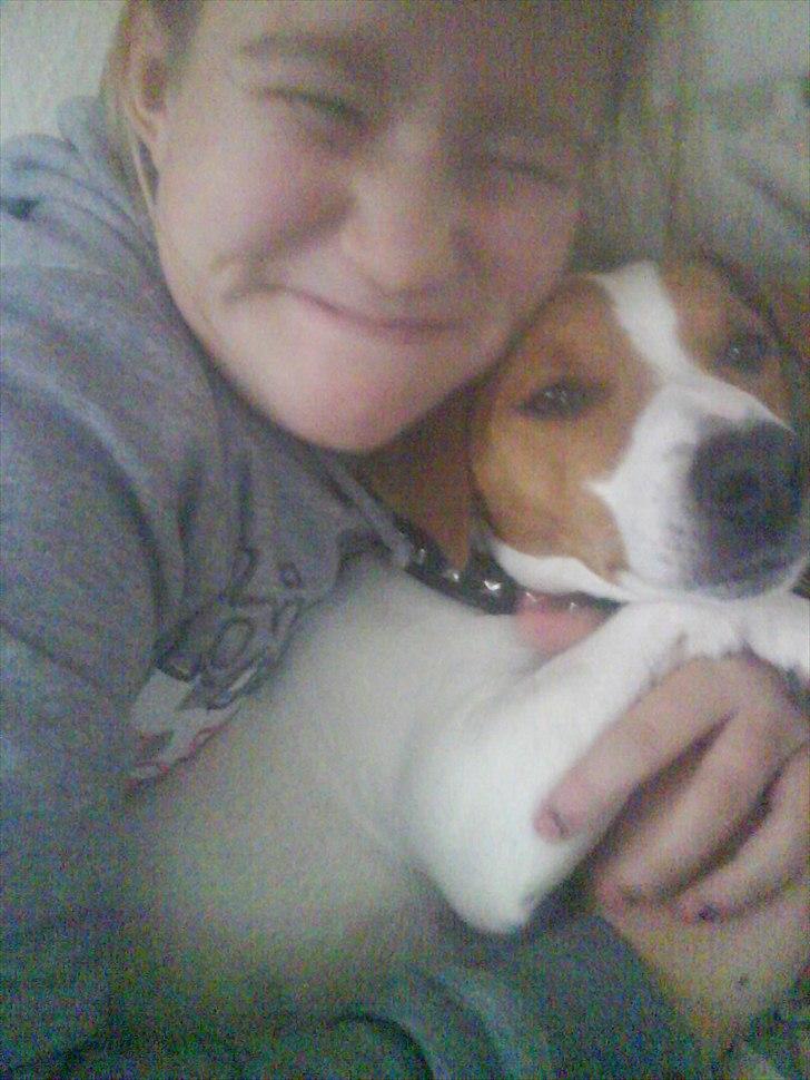 Dansk svensk gaardhund Max - Min lillesøster og Max billede 17