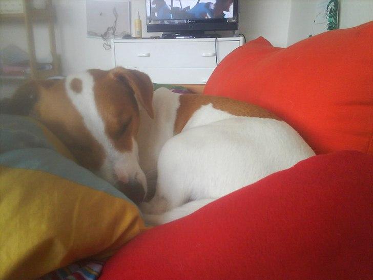 Dansk svensk gaardhund Max billede 18