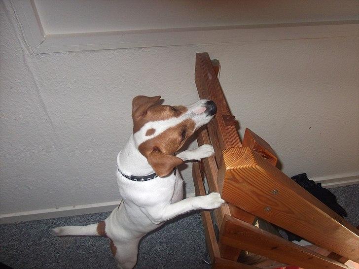 Dansk svensk gaardhund Max - Max prøver og nå noget chokolade:D
 billede 19