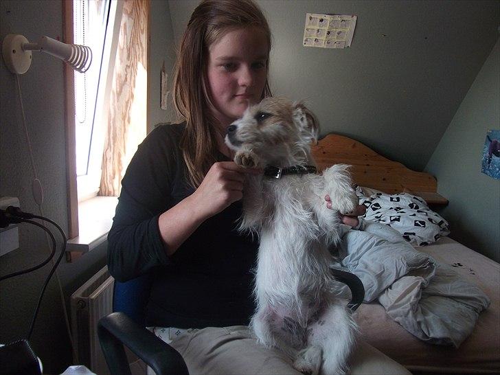 Parson russell terrier Cudweed´s Kiss Of An Angel (soya) billede 11