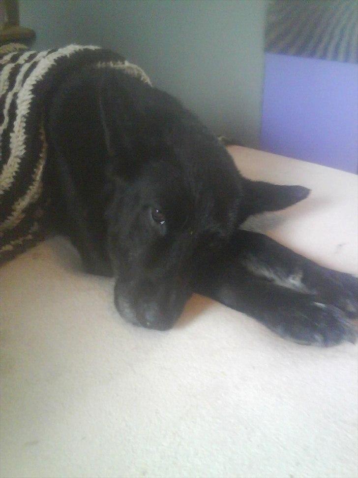 Schæferhund Rico billede 13