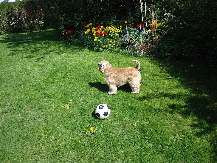 Amerikansk cocker spaniel walde billede 12